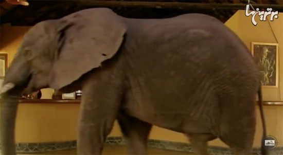 فیلم: هتلی که فیل ها از آن می گذرند!