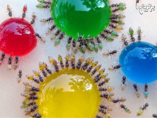 وقتی مورچه ها مایعات رنگی می‌خورند!