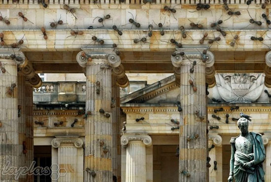 حمله مورچه‌ها به کاخ رئیس جمهور! +عکس