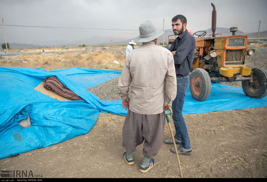 برداشت و خشک کردن تخمه در روستای «چمه»