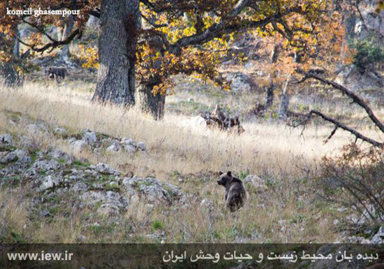 تصاویری دیدنی از حیات وحش متنوع مازندران