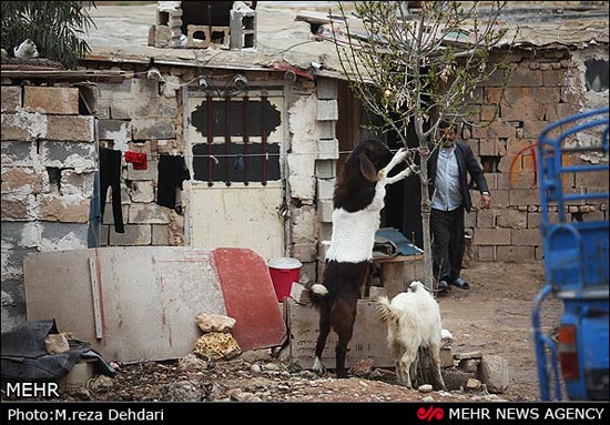 تصاویر: زاغه نشینان شیراز