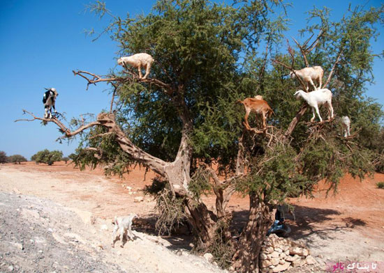 نقش «بزهای درختی» در زندگی بومیان مراکش