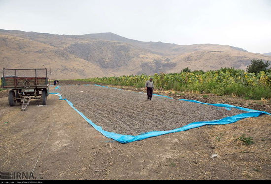 برداشت و خشک کردن تخمه در روستای «چمه»