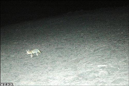 مشاهده روباه شنی در کویر لوت + عکس