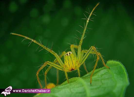 زیبایی چشمان عنکبوت +عکس