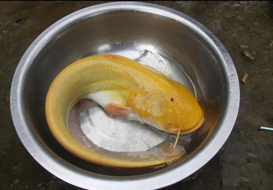 کشف گربه ماهی طلایی بسیار نادر +عکس