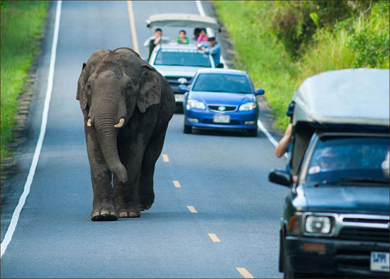 ترافیک یک ساعته در تایلند به خاطر فیل!