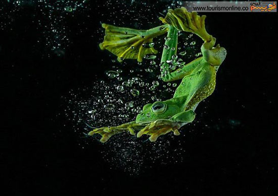 عکس: شنای قورباغه ای اصل!