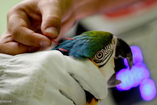 درمان پرندگان با طب سوزنی! +عکس