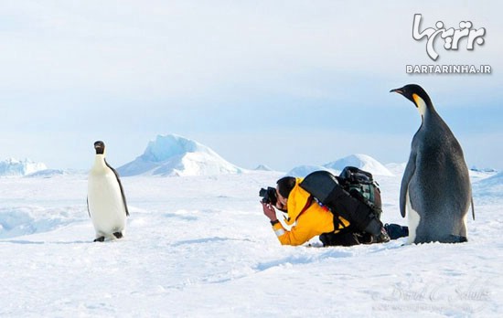 تصاویر بی نهایت زیبا از دنیای یخ زده قطب