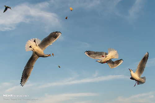 پرواز کاکایی‌ها برفراز چشمه کیله