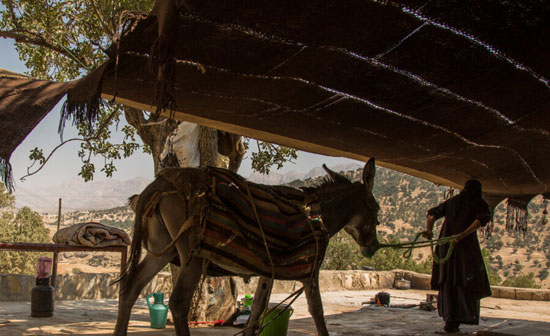 مشقت آبرسانی زنان بختیاری با الاغ