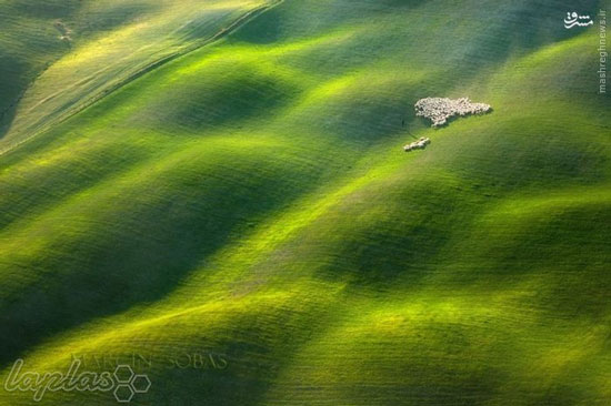 مناظر زیبا از چرای گوسفندان در مزارع ایتالیا