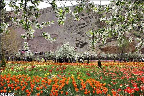 تصاویری زیبا از جشنواره گل های لاله‌