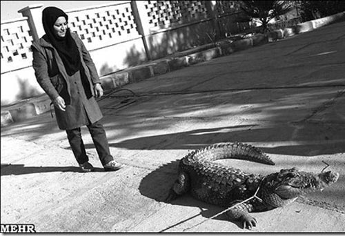 زن ایرانی پرورش دهنده تمساح +عکس