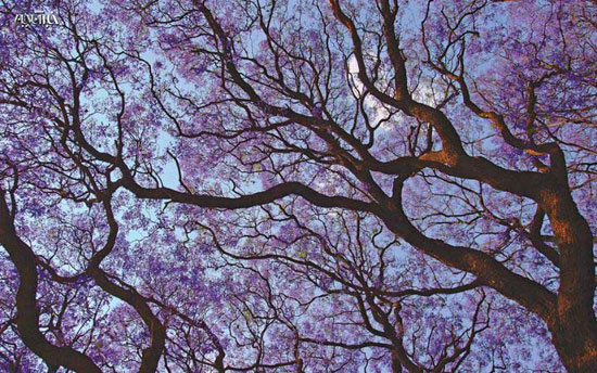 عکس: زیباترین درختان دنیا
