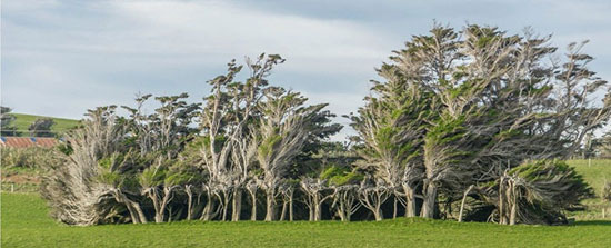 این درختان عجیب در جهان لنگه ندارند