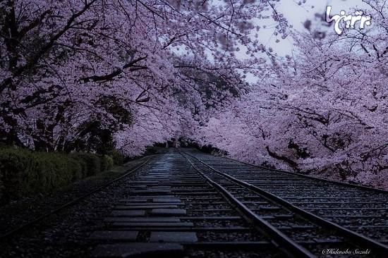 تصاویر زیبا از شکوفه های گیلاس در ژاپن