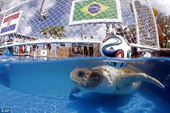 لاک‌پشت برزیلی، رقیب پُل پیشگو! +عکس