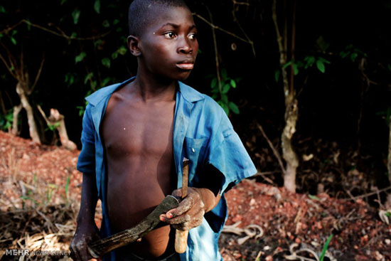 عکس: تجارت کاکائو در ساحل عاج