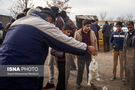 جمعه بازار پرندگان در مشهد