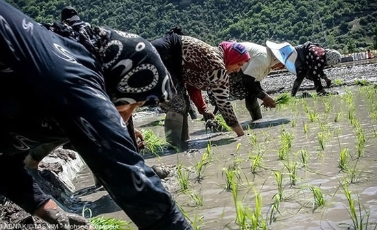 عکس: آغاز نشاکاری در مازندران