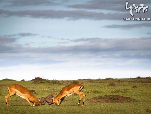 تصاویر متفاوت و دیدنی از حیات‌وحش کنیا
