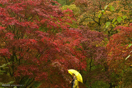 عکس: پاییز فصل رنگ ها
