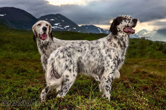 سخت کوش ترین سگ های جهان! +عکس