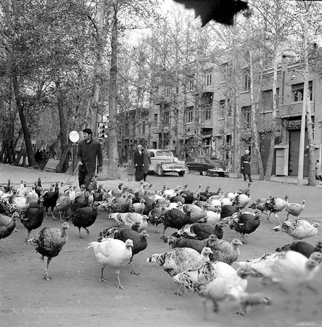 بوقلمون چرانی در خیابانهای تهران