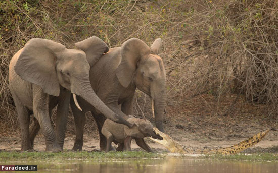 عکس: حمله غافلگیرانه کروکودیل به فیل