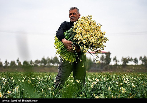 عکس‌های برداشت گل نرگس از مازندران دل‌تان را می‌برد