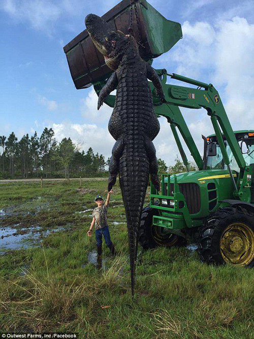 شکار تمساح 5 متری در یک مزرعه! +عکس
