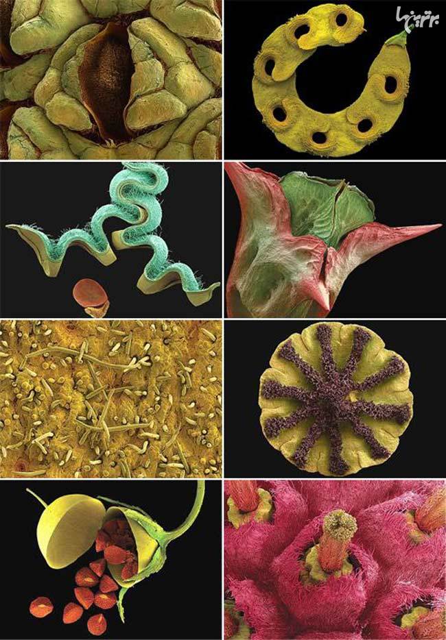 تصاویر خارق العاده میکروسکوپی از دنیای گیاهان