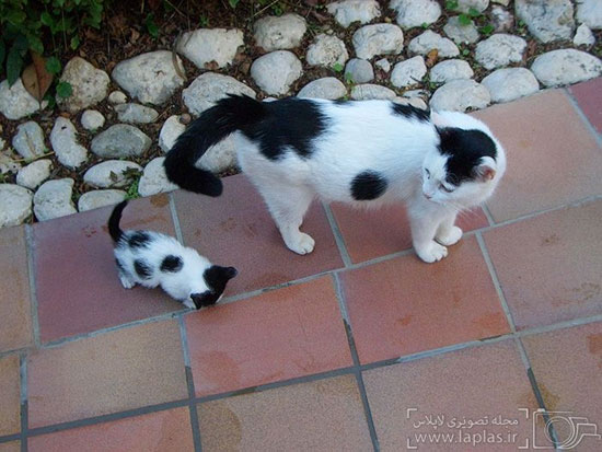عکس: مادرانه ای از جنس گربه ها!