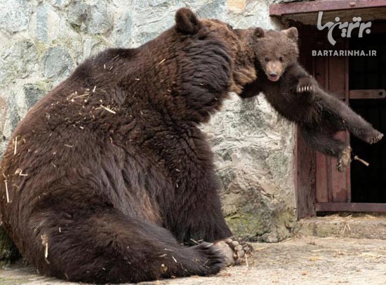 خشم، تنبیه و بخشش خرس مادر! / عکس