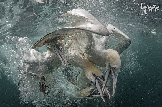برندگان مسابقه عکاسی عکاسی زیر آب