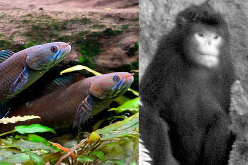 کشف یک ماهی و یک میمون عجیب +عکس