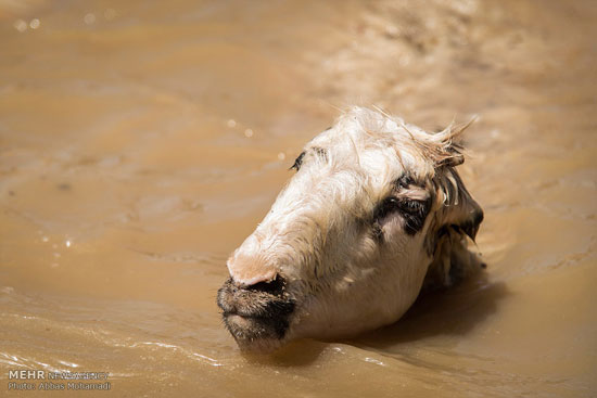عکس: شستشو و چیدن پشم گوسفندان
