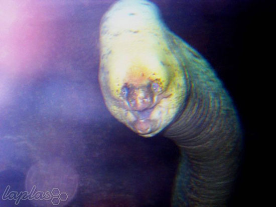 ترسناک ترین هیولاهای دنیای زیر آب +عکس