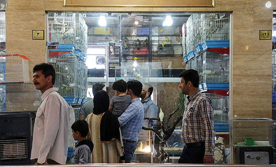 مرکز خرید و فروش پرندگان زینتی در تهران