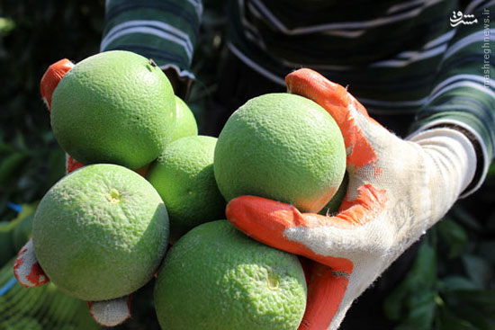عکس: برداشت پرتقال در هرمزگان
