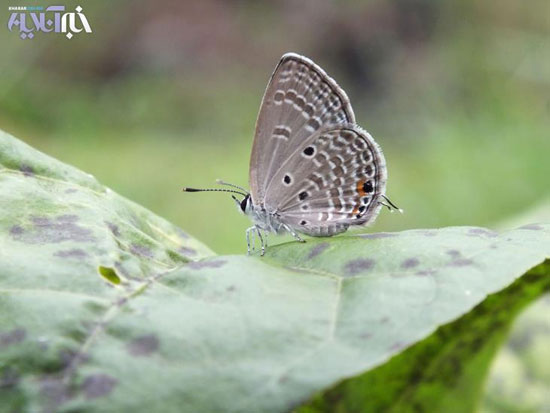 گزارش تصویری: باغ پروانه ها در سری لانکا