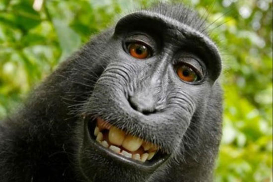 میمون سلفی بگیر «چهره سال» شد!