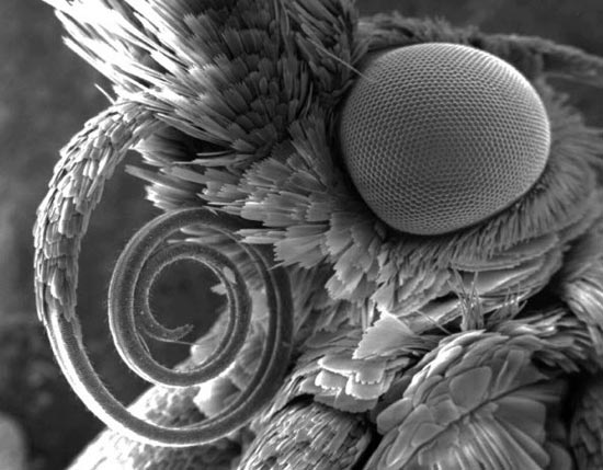 تصاویر بی‌نظیر ثبت شده با میکروسکوپ