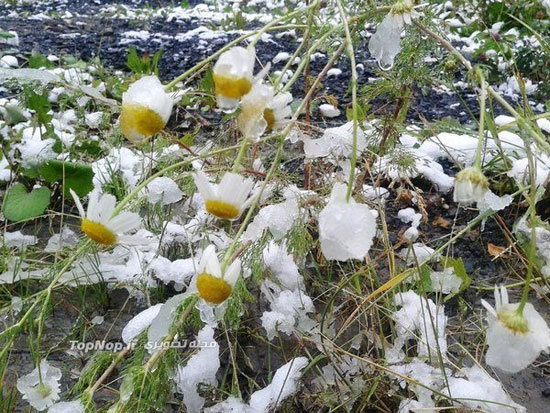 بارش برف تابستانی +عکس