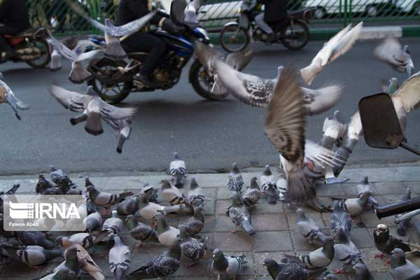 تصاویری از مهربانی با پرندگان در تهران