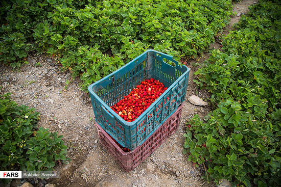 برداشت توت‌فرنگی در «ژاورود»