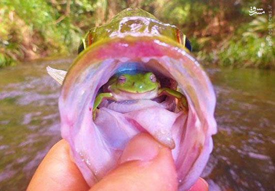 قورباغه زنده در دل یک ماهی! +عکس